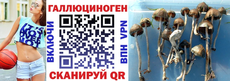 Псилоцибиновые грибы Psilocybe  цена   Алзамай 